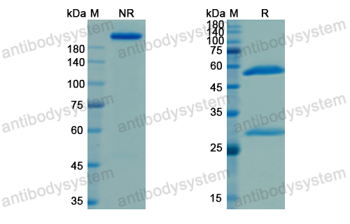 Research Grade Naxitamab