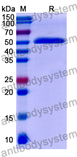 Research Grade Nivatrotamab