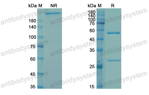 Research Grade Bavituximab