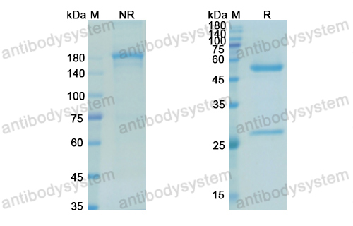 Research Grade Mitumomab