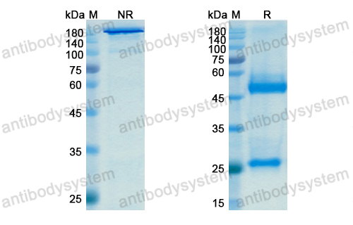 Research Grade Anti-Human CCL24/Eotaxin-2/MPIF-2 Antibody (CM101)