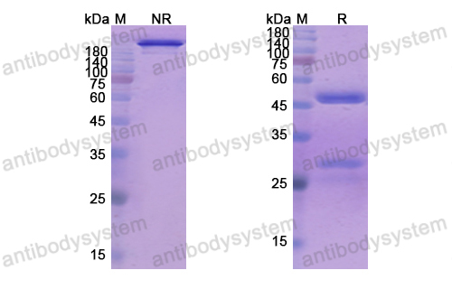 Research Grade Mapatumumab