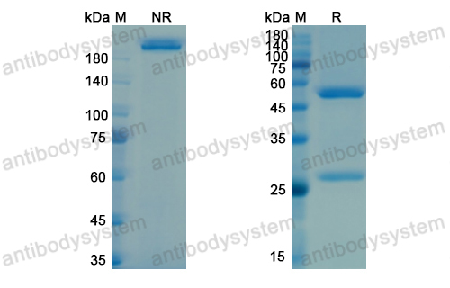 Research Grade Vesencumab