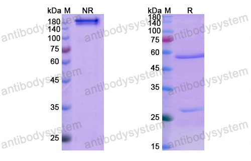 Research Grade Denosumab