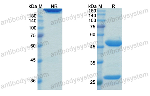 Research Grade Landogrozumab