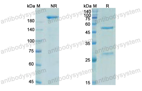 Research Grade Trevogrumab