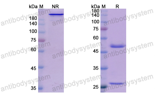 Research Grade Domagrozumab