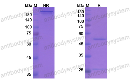 Research Grade Stamulumab