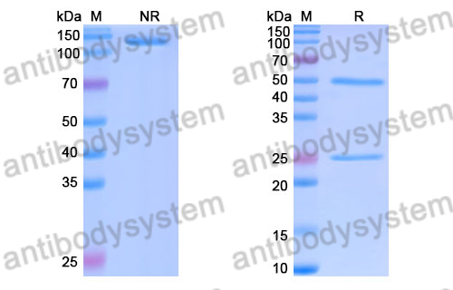 Research Grade Apitegromab