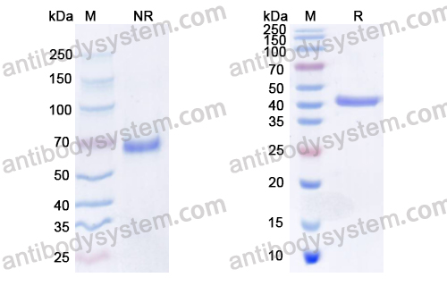 Research Grade Trebananib