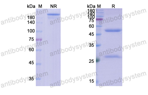 Research Grade Tomaralimab