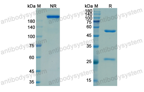 Research Grade Nadecnemab