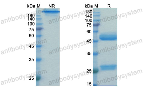 Research Grade Prezalumab