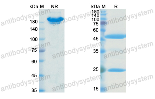 Research Grade Rozibafusp alfa