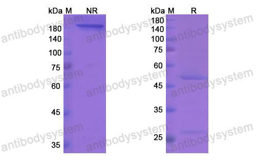 Research Grade Sibeprenlimab