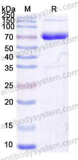 Research Grade Povetacicept