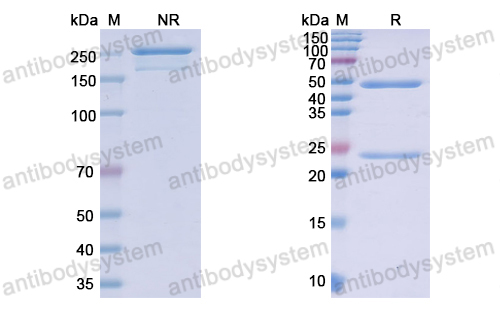 Research Grade Sirexatamab