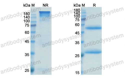 Research Grade Lupartumab