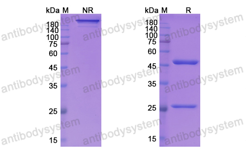 Research Grade Lifastuzumab