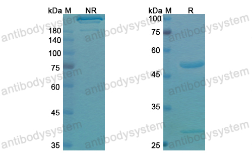 Research Grade Upifitamab