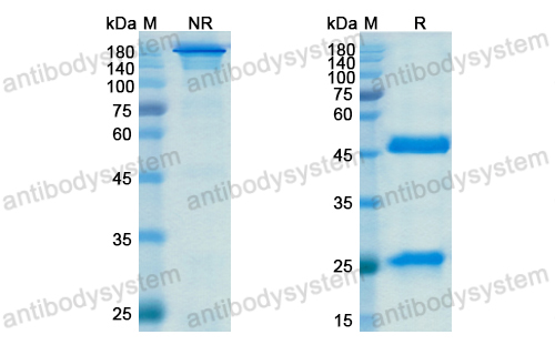 Research Grade Itepekimab