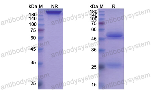 Research Grade Torudokimab