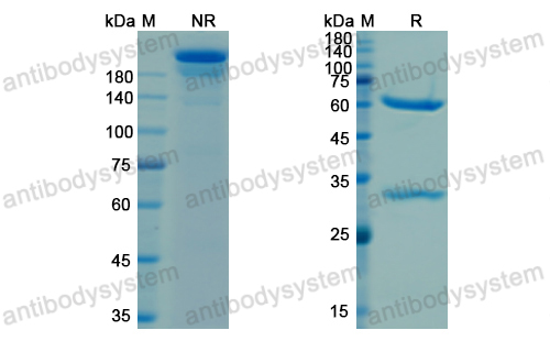 Research Grade Cetuximab