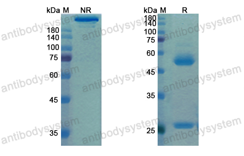 Research Grade Matuzumab