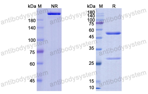 Research Grade Demupitamab