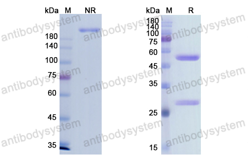 Research Grade Imgatuzumab