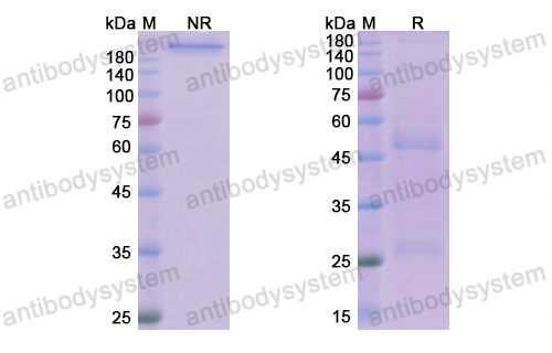 Research Grade Laprituximab