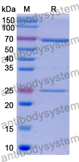 Research Grade Izalontamab