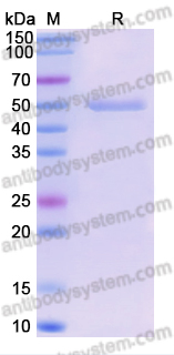 Research Grade Etevritamab