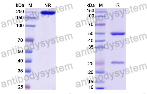 Research Grade Ichorcumab