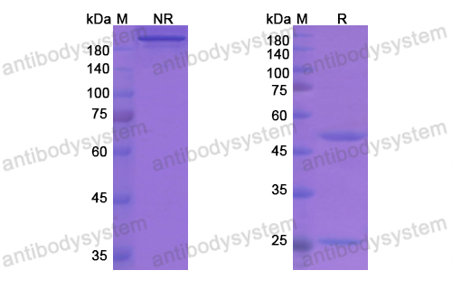 Research Grade Garadacimab