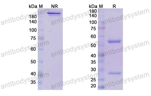 Research Grade Crovalimab