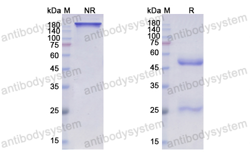 Research Grade Pozelimab