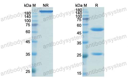 Research Grade Vilobelimab