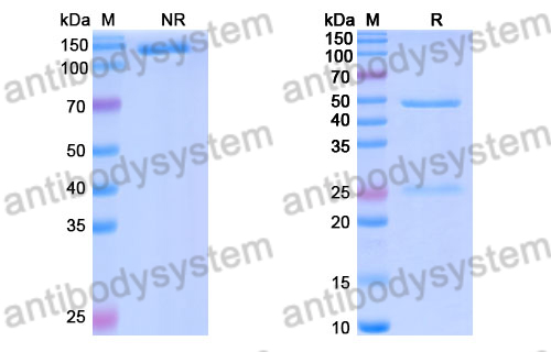 Research Grade Livmoniplimab