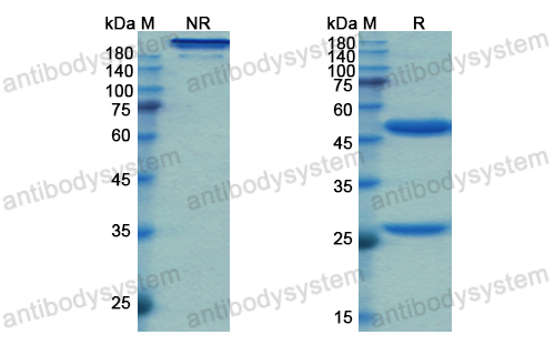 Research Grade Fasinumab