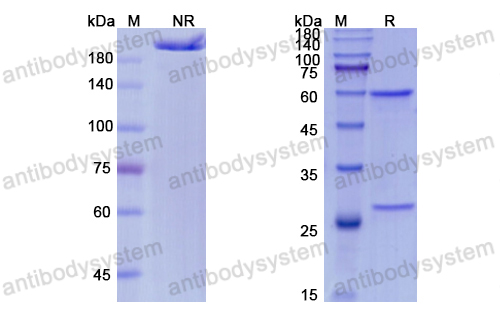 Research Grade Fulranumab