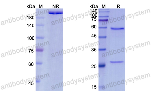 Research Grade Pateclizumab