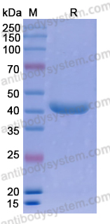 Research Grade Ozoralizumab