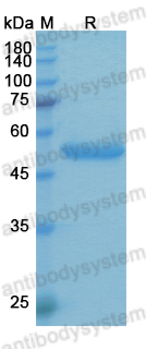 Research Grade Etanercept