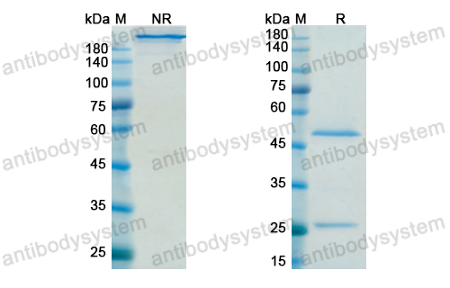 Research Grade Sifalimumab