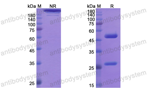 Research Grade Rontalizumab