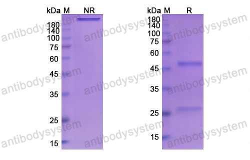 Research Grade Basiliximab