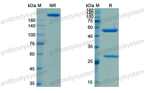 Research Grade Camidanlumab