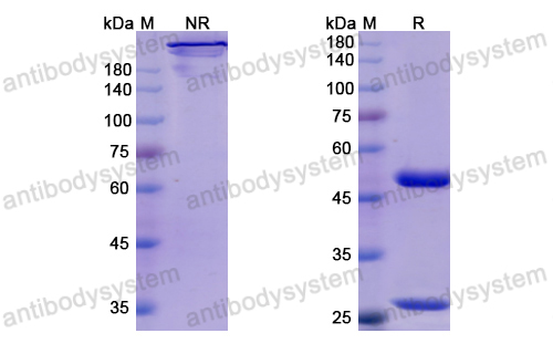 Research Grade Inolimomab