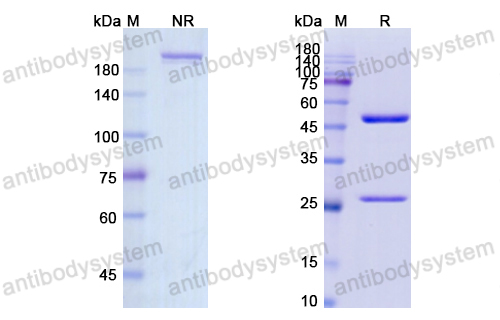 Research Grade Clenoliximab